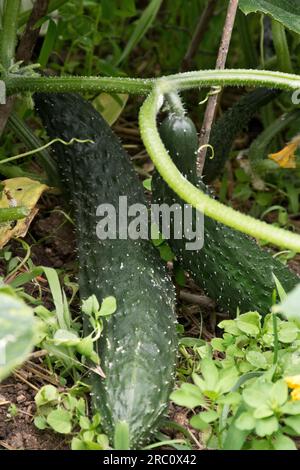 Photos en gros plan de concombres mûrs sur la vigne au début de l'été Banque D'Images