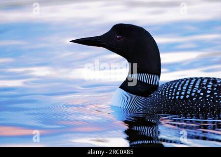 Loon commun flottant sur l'eau calme du lac, soleil du soir Banque D'Images