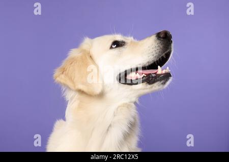 Mignon Labrador Retriever montrant la langue sur fond violet Banque D'Images