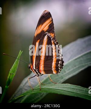 Zebra long Wing Butterfly Zoo de Calgary Alberta Banque D'Images