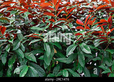 Les feuilles vertes alternent rouge dans le même buisson. Banque D'Images