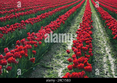 Rangées de tulipes rouges, Mount Vernon, Washington, USA. Banque D'Images