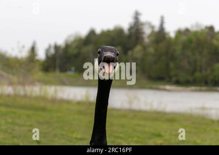 Goose sifflant à la caméra - oie canadienne attaquant - langue d'oie drôle - fond de lac d'arbre. Prise à Toronto, Canada. Banque D'Images