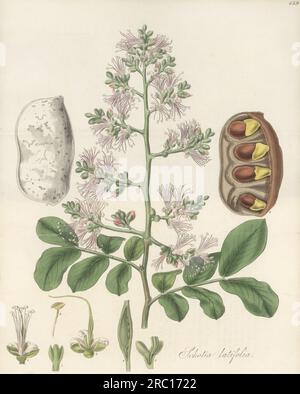 boer-bean forestier ou Schotia à larges feuilles, Schotia latifolia. Originaire d'Afrique, envoyé d'Afrique du Sud par William John Burchell au botaniste écossais John Hope au jardin botanique d'Édimbourg. Les graines sont comestibles lorsqu'elles sont grillées. Gravure sur cuivre colorée à la main par Joseph Swan d'après une illustration botanique de William Jackson Hooker tirée de son Exotic Flora, William Blackwood, Édimbourg, 1827. Banque D'Images