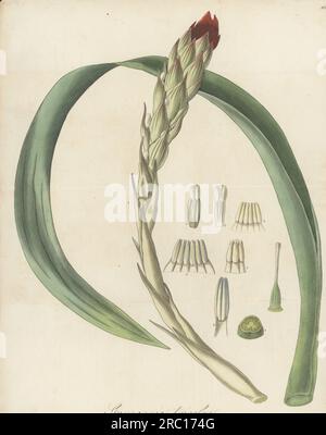 plante aérienne touffetée des Antilles, Guzmania monostachia. Espèce épiphyte originaire d'Amérique du Sud, d'Amérique centrale et des Antilles, apportée par la plantation de café et propriétaire d'esclaves James Wiles de Jamaïque en 1824. Guzmania tricolore, Renealmia monostachie. Gravure sur cuivre colorée à la main par Joseph Swan d'après une illustration botanique de William Jackson Hooker tirée de son Exotic Flora, William Blackwood, Édimbourg, 1827. Banque D'Images