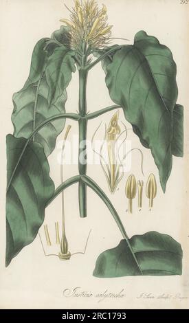 Schaueria calytricha. Originaire du Brésil, envoyé par Carl Friedrich Otto du jardin botanique de Berlin. Justicia à fleurs jaunes, Justicia calytricha. Gravure sur cuivre colorée à la main par Joseph Swan d'après une illustration botanique de William Jackson Hooker tirée de son Exotic Flora, William Blackwood, Édimbourg, 1827. Banque D'Images