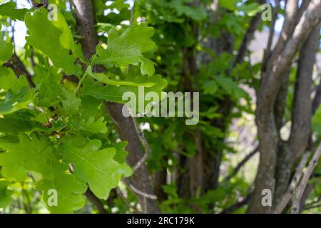 Feuilles de chêne - feuilles vertes - arbre d'été de printemps. Prise à Toronto, Canada. Banque D'Images