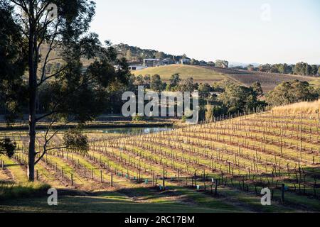 Hunter Valley, Nouvelle-Galles du Sud, Australie Banque D'Images