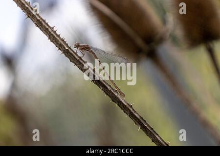 Damselfly sur tige de cuillère à café - fond flou. Prise à Toronto, Canada. Banque D'Images