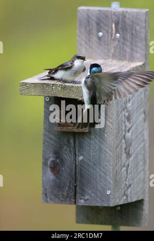 Un couple d'hirondelle d'arbre interagissant sur une boîte de bluebird Banque D'Images