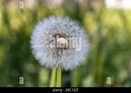 Pissenlit fluff pappus graines, à moitié soufflées - gros plan vert. Prise à Toronto, Canada. Banque D'Images