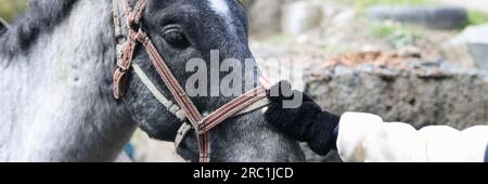 Femme main en contact avec la tête de cheval grise de près Banque D'Images