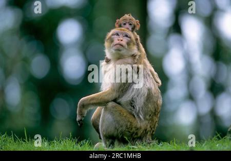 Macaque de barbarie (Macaca sylvanus) ou zoo Magot Rheine Banque D'Images