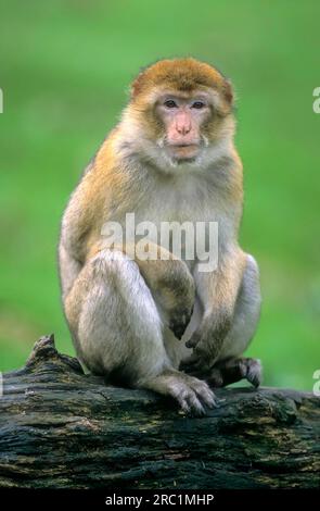 Macaque de barbarie (Macaca sylvanus) ou zoo Magot Rheine Banque D'Images