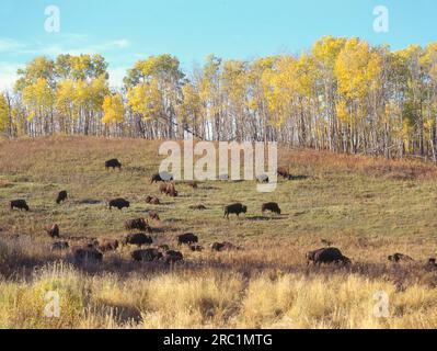 Troupeau de bisons, bison américain (Bison bison), buffle indien, buffle, buffle Banque D'Images