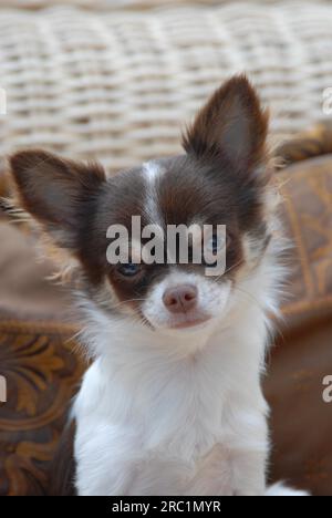 Jeune Chihuahua, 6 mois, homme, poil long, chocolat blanc, pied, portrait, norme FCI n° 218, Chihuahua, 6 mois, long enduit Banque D'Images