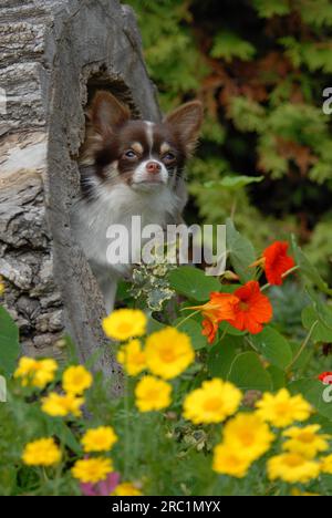 Jeune Chihuahua, 7 mois, mâle, poil long, brun chocolat blanc, pied, dans une bûche creuse, norme FCI No 218, Chihuahua, 7 mois Banque D'Images