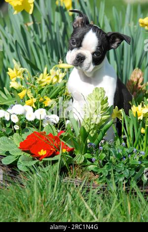 Boston Terrier, chiot, 12 semaines, femelle, Noir marqué avec du blanc, assis entre les fleurs printanières, race de chien américain, FCI, Standard No. 140 Banque D'Images