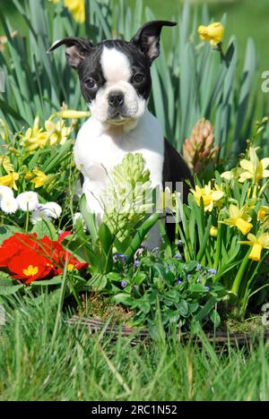 Boston Terrier, chiot, 12 semaines, femelle, Noir marqué avec du blanc, assis entre les fleurs printanières, race de chien américain, FCI, Standard No. 140 Banque D'Images