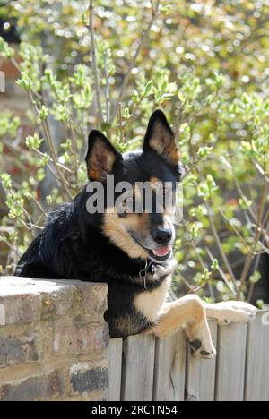 Berger allemand (canis lupus familiaris) de race mixte, penché sur une clôture, berger allemand de race mixte, penché sur une clôture Banque D'Images