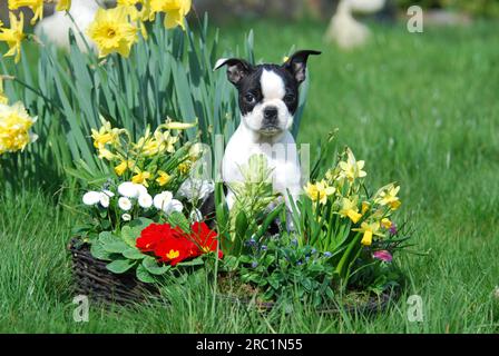 Boston Terrier, chiot, 12 semaines, femelle, Noir marqué avec du blanc, assis entre les fleurs printanières, race de chien américain, FCI, Standard No. 140 Banque D'Images