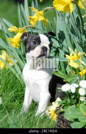 Boston Terrier, chiot, 12 semaines, femelle, Noir marqué de blanc, assis devant les jonquilles (Narcissus), race de chien américain, FCI, Standard Banque D'Images