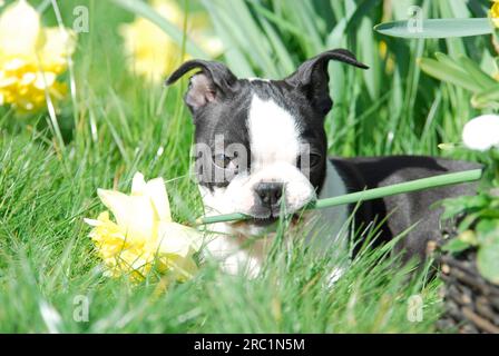 Boston Terrier, chiot, 12 semaines, femelle, Noir marqué de blanc, tenant la fleur de jonquille (Narcissus) dans sa bouche, race American Dog, FCI Banque D'Images