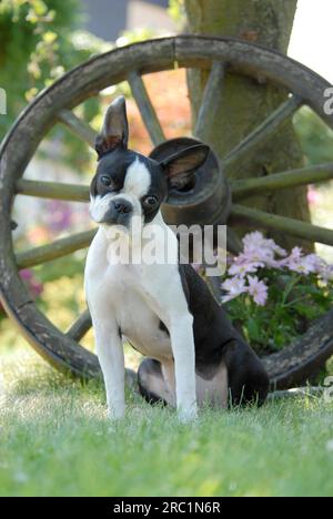 Young Boston Terrier, 7 mois, femelle, noir marqué de blanc, assis devant une vieille roue de wagon, American Dog Breed, FCI, Standard No. Banque D'Images