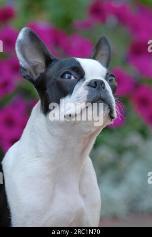 Young Boston Terrier, 7 mois, femelle, Noir marqué de blanc, portrait devant des pétunias en fleurs, race de chien américain, FCI, Standard No. Banque D'Images