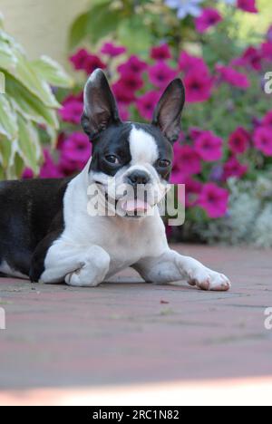 Young Boston Terrier, 7 mois, femelle, noir marqué de blanc, est couché devant des pétunias en fleurs, American Dog Breed, FCI, Standard No. Banque D'Images