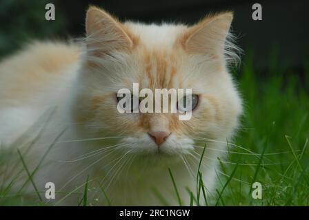 Chat domestique, Cream-Tabby-point Blue-Eyed, est couché dans un pré, chat sauvage (felis silvestris) forma catus, domesticus Banque D'Images