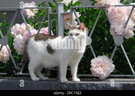 Chat domestique, White and Brown Tabby, debout devant une clôture de jardin devant un chat sauvage en fleurs (felis silvestris) forma catus, domesticus Banque D'Images