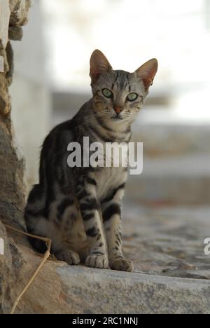Chat domestique, Silver Tabby, assis dans une ruelle grecque, Cyclades, Grèce, chat sauvage non pedigree (felis silvestris) forma catus, domesticus Banque D'Images