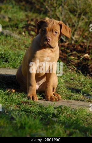 Jeune Mastiff bordelais, chiot, mâle, assis dans un jardin, norme FCI n°116, jeune Mastiff bordelais, chiot, assis dans un chien domestique (canis lupus Banque D'Images