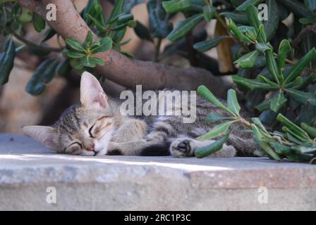 Jeune chaton domestique, tabby, dormant sous un buisson, Cyclades, Grèce, chaton, faire une sieste sous un buisson, Cyclades, Grèce, chat sauvage non pedigree Banque D'Images