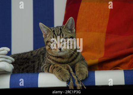 Chaton, British Shorthair, Tabby, chaton, British Shorthair, Maquereau sauvage (felis silvestris) forma catus, domesticus Banque D'Images