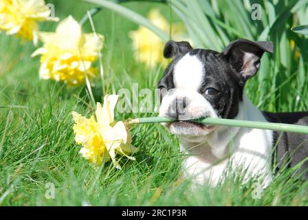 Boston Terrier, chiot, 12 semaines, femelle, Noir marqué de blanc, tenant la fleur de jonquille (Narcissus) dans sa bouche, race American Dog, FCI Banque D'Images