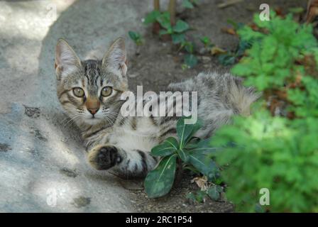 Jeune chaton domestique, tabby, lolling sur le sol, Cyclades, Grèce, chaton, étirement, Cyclades, Grèce, chat sauvage non pedigree (felis silvestris) Banque D'Images