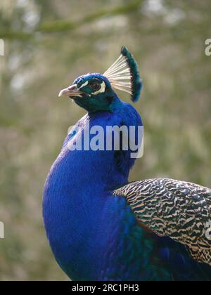Peacock, gros plan Banque D'Images