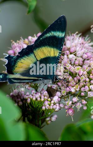 Zodiac Moth, Alcides Metaurus, Day Flying Moth, North Queensland Day Moth, se nourrissant de fleurs Evodia. Atherton, Queensland, Australie. Banque D'Images