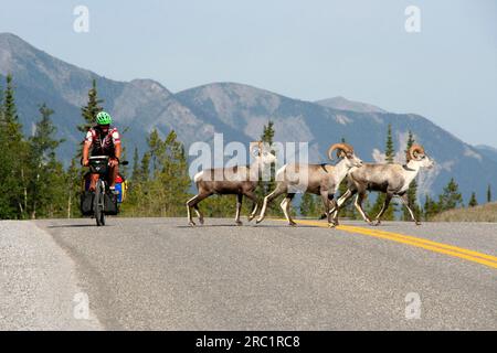 Béliers de mouton sur la route de l'Alaska au lac Muncho, Colombie-Britannique, Canada Banque D'Images