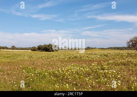 Prairie fleurie avec crownwort (Glebionis coronaria), Majorque, Îles Baléares, Espagne Banque D'Images