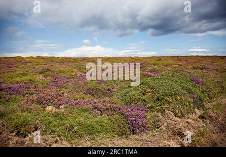 Landes en été au Cap Fréhel en Bretagne, France Banque D'Images