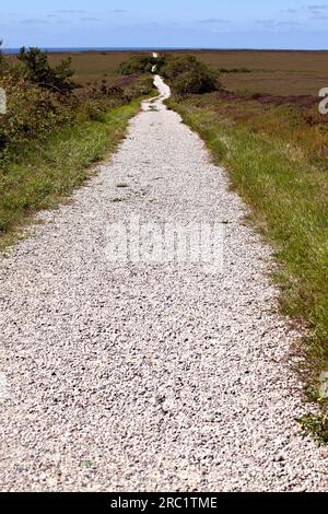 Landes en été au Cap Fréhel en Bretagne, France Banque D'Images