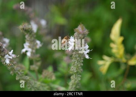 Une abeille européenne récoltant le pollen d'une fleur de basilic Banque D'Images
