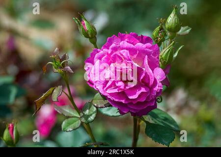 Photo de la fleur de rose Santé Government Rose Garden Centenary Rose Park à Vijayanagaram à Ooty Udhagamandalam, Nilgiris, Tamil Nadu, Sud Banque D'Images