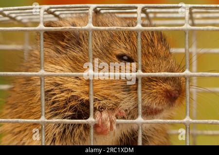 Cambriole commun (Microtus arvalis) dans le piège, le piège à souris, le piège vivant Banque D'Images