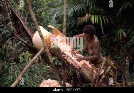 Femme du peuple Korowai faisant de la farine de sagou, Papouasie occidentale, Nouvelle-Guinée occidentale, Irian-Jaya, peuple des arbres, Indonésie Banque D'Images