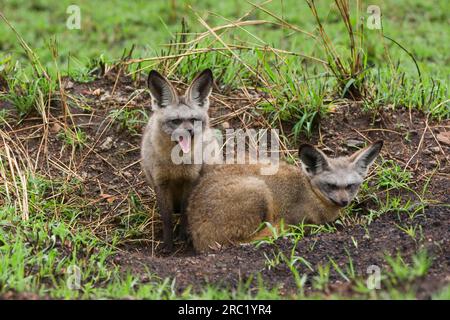 Renards aux oreilles de chauves-souris (Otocyon megalotis), Réserve faunique du Masai Mara, renard aux oreilles de chauves-souris, Kenya Banque D'Images