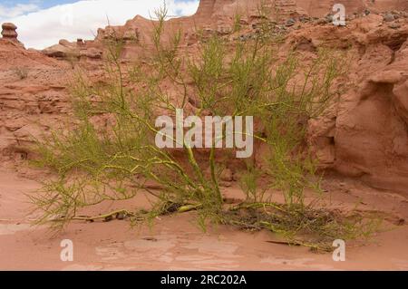 Palo Verde, la ville perdue, parc national de Talampaya, province de la Rioja, Argentine (Cercidium microphyllum), Ciudad perdida Banque D'Images